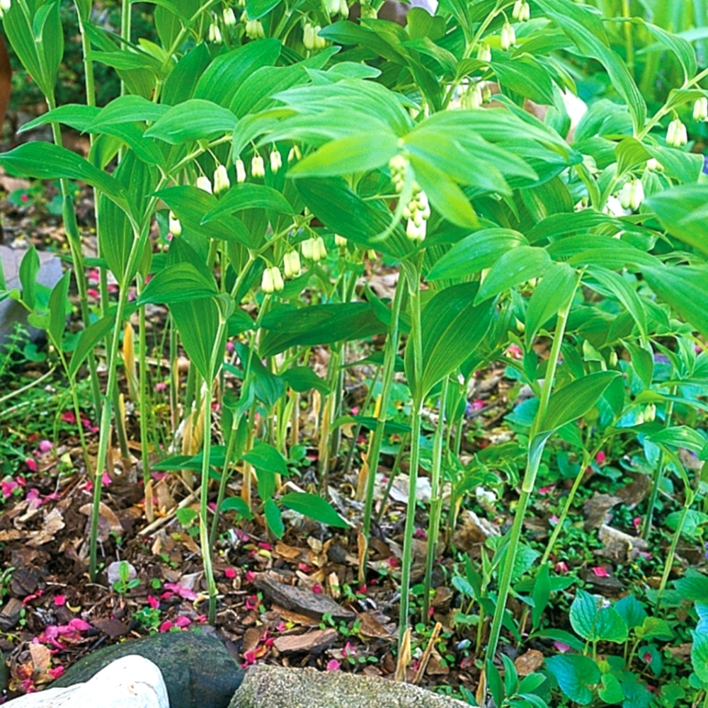 Solomans Seal Woodland Plant 5 plant rhizomes for $20